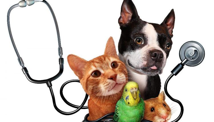 Pet Insurance Tips
